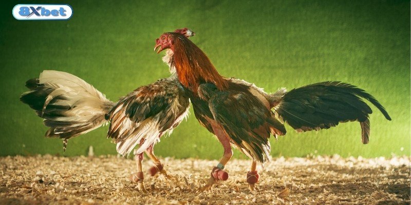 Tìm hiểu về Đá gà cựa dao