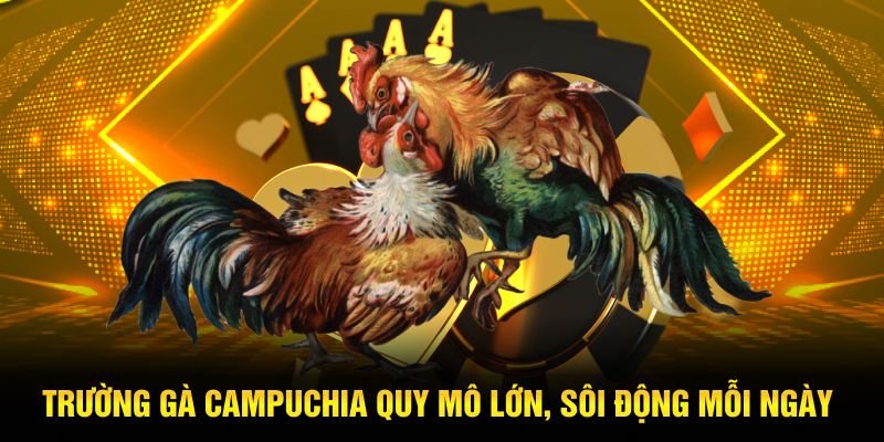 Trường gà Campuchia quy mô lớn, sôi động mỗi ngày